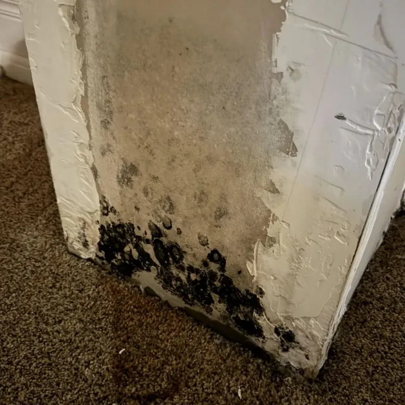 Professional Mold Removal in Bushland, TX